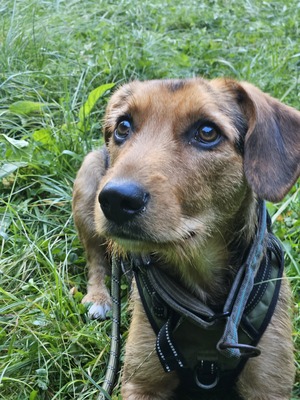 Laika, Mischling - Hündin
