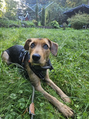 Laika, Mischling - Hündin