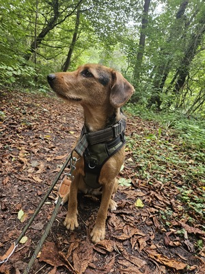 Laika, Mischling - Hündin