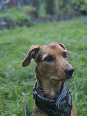 Laika, Mischling - Hündin