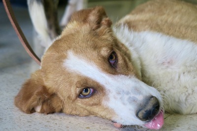 Laika, Mix - Hündin