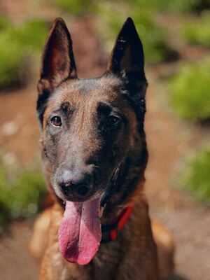 Laiko hübscher Malinois Rüde sucht ein Zuhause, Malinois - Rüde