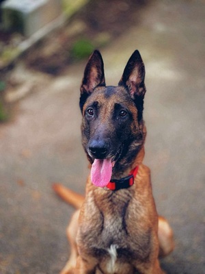 Laiko hübscher Malinosi Rüde sucht ein Zuhause, Malinois - Rüde