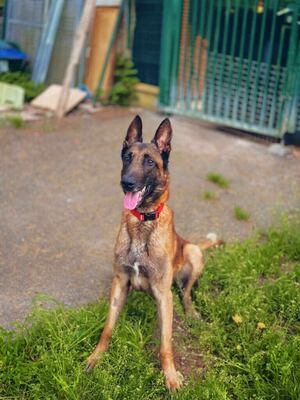Laiko hübscher Malinosi Rüde sucht ein Zuhause, Malinois - Rüde