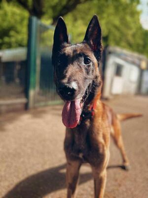 Laiko hübscher Malinosi Rüde sucht ein Zuhause, Malinois - Rüde
