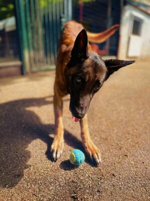 Laiko hübscher Malinosi Rüde sucht ein Zuhause, Malinois - Rüde