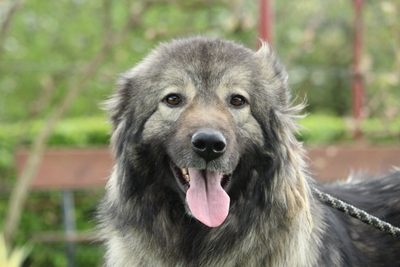 Laila, Mischling - Hündin