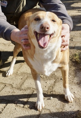 Laila, Mix - Hündin