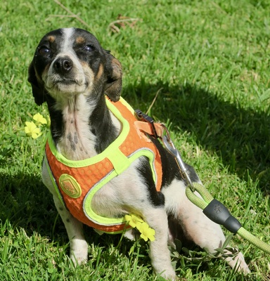 Laila, Mix - Hündin