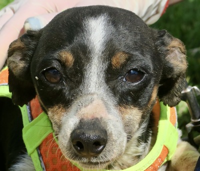 Laila, Mix - Hündin