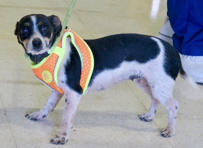 Laila, Mix - Hündin