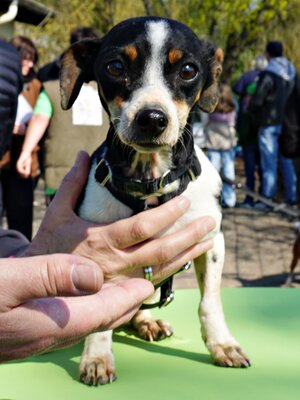 Laila, Mix - Hündin