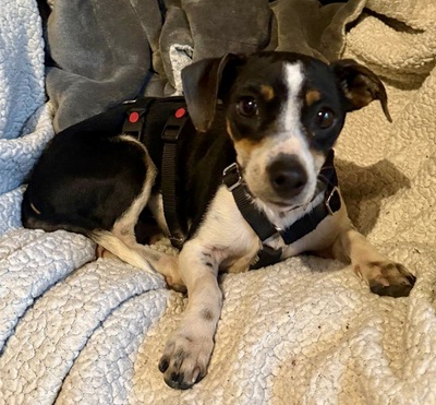 Laila, Mix - Hündin