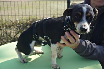 Laila, Mix - Hündin