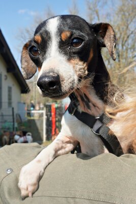 Laila, Mix - Hündin