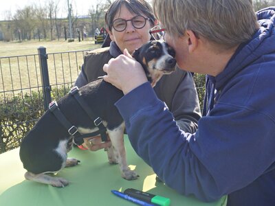 Laila, Mix - Hündin