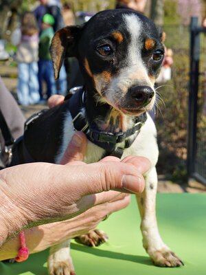 Laila, Mix - Hündin