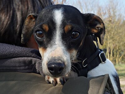 Laila, Mix - Hündin