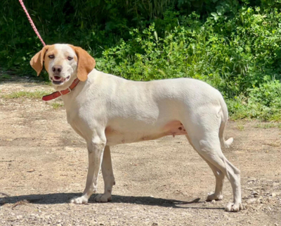 Lajka möchte Teil IHRER Familie werden, Mischling - Hündin