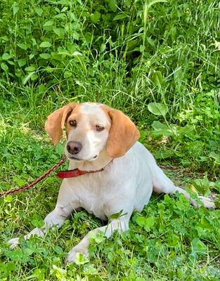 Lajka möchte Teil IHRER Familie werden