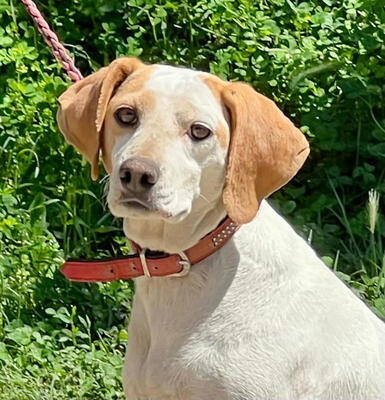 Lajka sucht IHRE Menschen