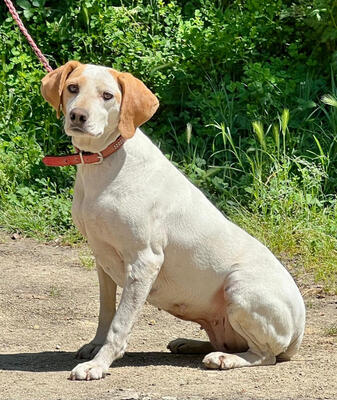 Lajka sucht IHRE Menschen, Mischling - Hündin