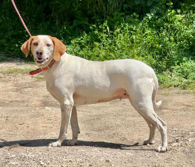 Lajka sucht IHRE Menschen, Mischling - Hündin