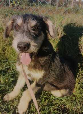 Lakat sucht sein eigenes Körbchen, Mischling Welpen - Rüde