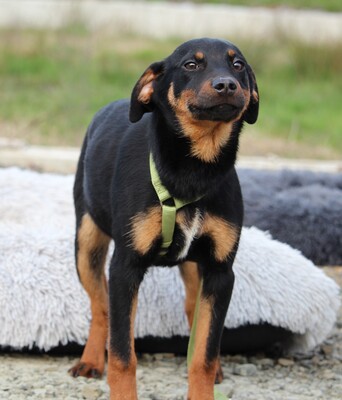 Lakino, Mischling Welpen - Rüde