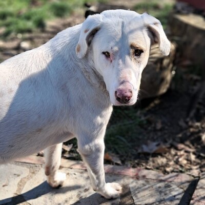 Lakis - aufgeschlossen, freundlich und liebevoll 😘, Mischling - Rüde