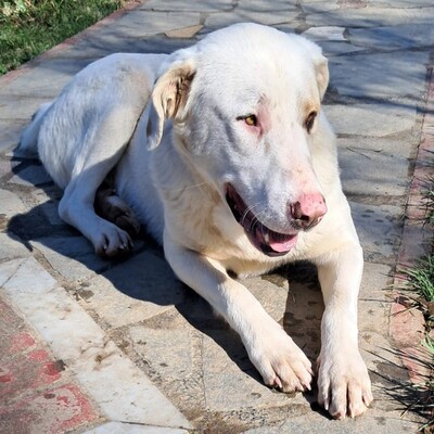 Lakis - aufgeschlossen, freundlich und liebevoll 😘, Mischling - Rüde