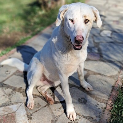 Lakis - aufgeschlossen, freundlich und liebevoll 😘, Mischling - Rüde