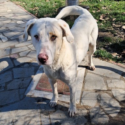 Lakis - aufgeschlossen, freundlich und liebevoll 😘, Mischling - Rüde