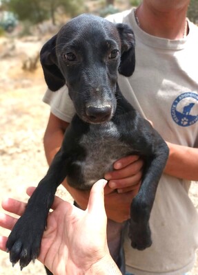 Lakritz, Galgo Espanol Welpen - Rüde