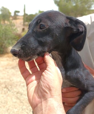Lakritz, Galgo Espanol Welpen - Rüde