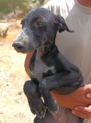 Lakritz, Galgo Espanol Welpen - Rüde