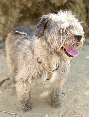 Lala, Mix - Hündin