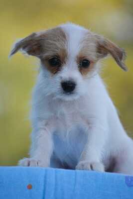 Lala sucht ihre zukünftige Familie, Chihuhua-Yorki-Mischling Welpen - Hündin