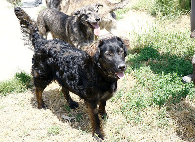 Lali - Flauschiger Hundejunge, ca. 1 Jahr/49cm/25kg, Mischling - Rüde