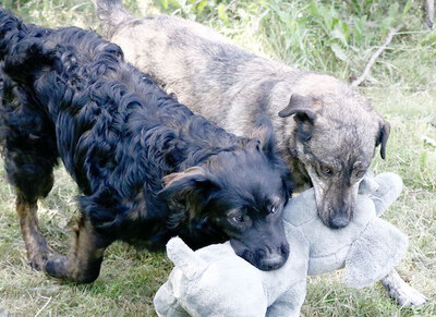 Lali - Flauschiger Hundejunge, ca. 1 Jahr/49cm/25kg, Mischling - Rüde