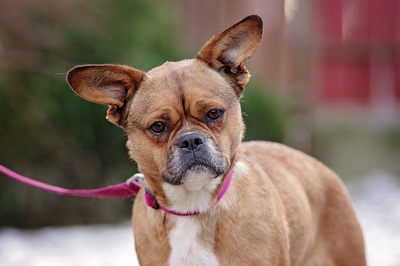 Lali, Pekinesen/franz Bulldogg mix ? - Hündin