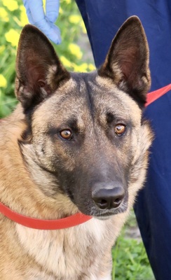 Lampo, Schäferhund - Mix - Rüde