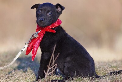 Lana, Lana Welpen - Hündin