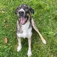 Lana, Mischling - Rüde