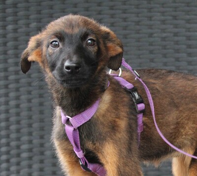 Landina, Mischling Welpen - Hündin