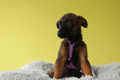 Landina, Mischling Welpen - Hündin