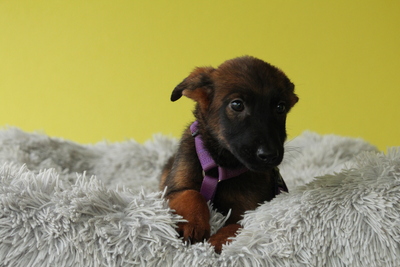 Landina, Mischling Welpen - Hündin