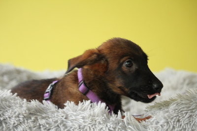 Landina, Mischling Welpen - Hündin