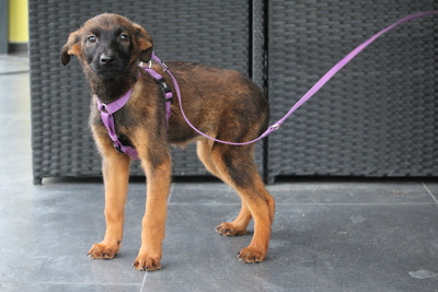 Landina, Mischling Welpen - Hündin