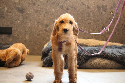 Landina, Mischling Welpen - Hündin